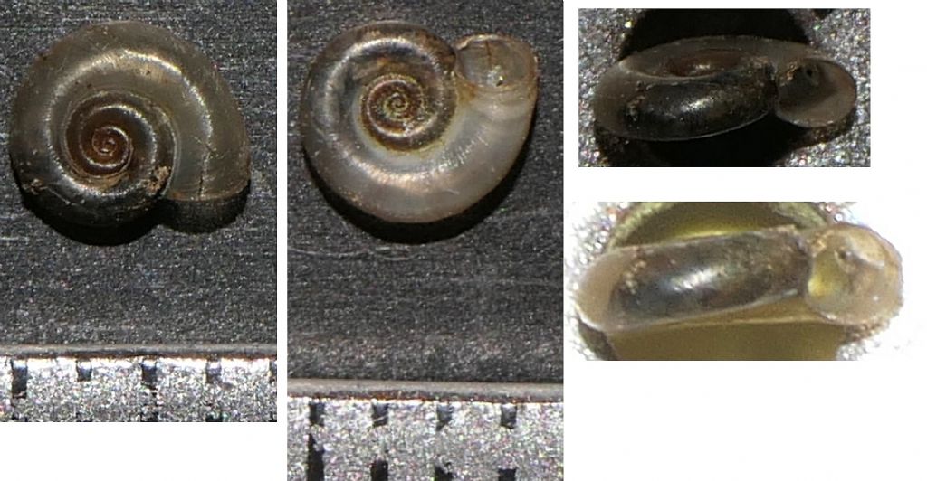 Planorbidae
